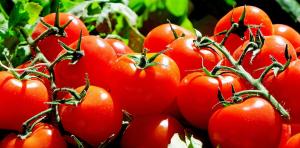 tomatoes-1280859-960-720