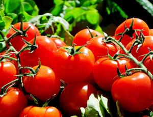 tomatoes-1280859-960-720